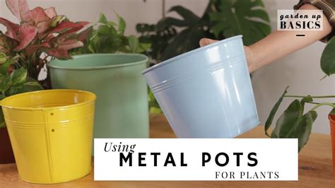 planting herbs in metal pots